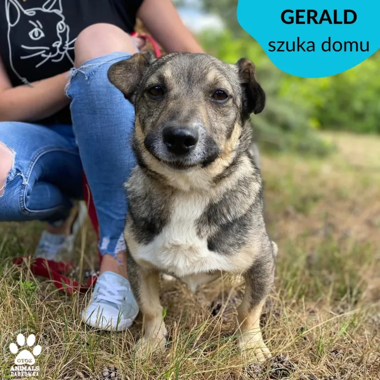 Gerald jest niewielkim psem, ale o wielkim sercu do człowieka.