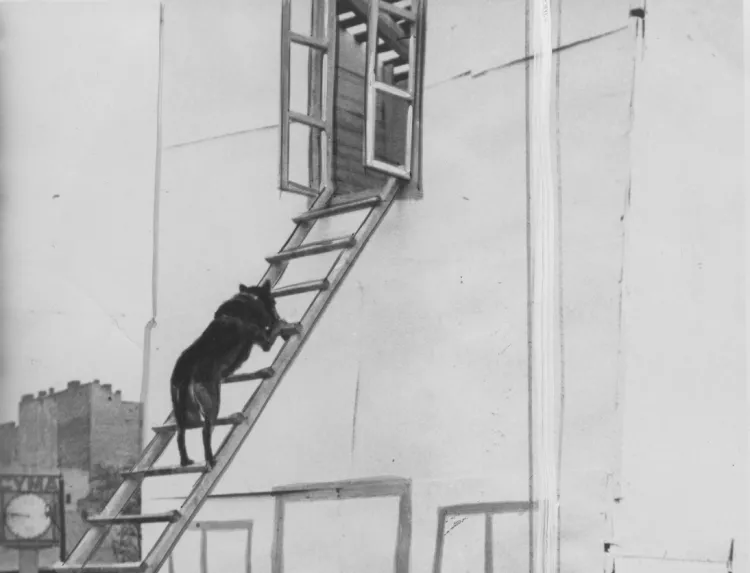Pokaz tresury psów-ratowników. Rok 1933.
