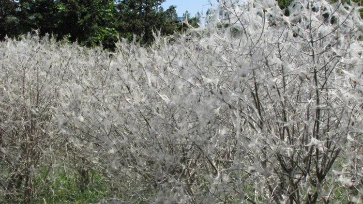 Pokryte białymi włóknami krzaki w parku Jana Pawła II na Zaspie zaniepokoiły panią Annę. Tak wyglądają tzw. oprzędy wytwarzane przez gąsienice motyli.