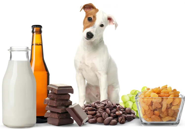 Niektóre pokarmy, które uważamy za smaczne i zdrowe, dla psa czy kota mogą okazać się bardzo szkodliwe, a nawet śmiertelnie trujące.