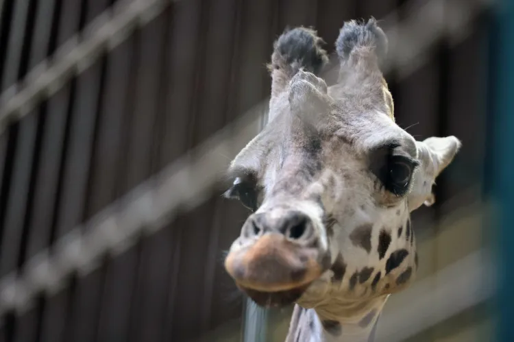 Nowa żyrafa z gdańskiego zoo otrzymała imię Alia.