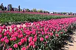 Na polu tulipanowym sami wybieramy i zrywamy kwiaty. Wybór gatunków jest ogromny.