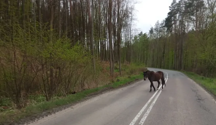 Zaskoczony kierowca z Gdyni spotkał na środku drogi równie zaskoczone zwierzę. Okazało się, że koń był akurat "na gigancie".