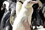 Kokosanka z gdańskiego zoo została "Pingwinem roku".