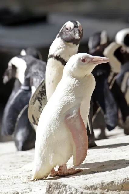 Kokosanka z gdańskiego zoo została "Pingwinem roku".
