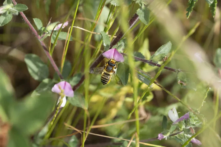 Piękna pszczoła z rodzaju miesierka, stołująca się na roślinie z rzadko koszonego pobocza drogi.