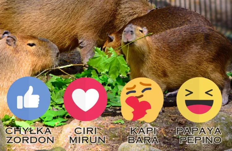 Trwa konkurs na imiona dla dwóch kapibar.