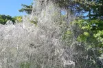 Drzewa i krzewy na Zaspie zostały zaatakowane przez namiotnika, wyjątkowo inwazyjnego i niebezpiecznego dla roślin szkodnika.