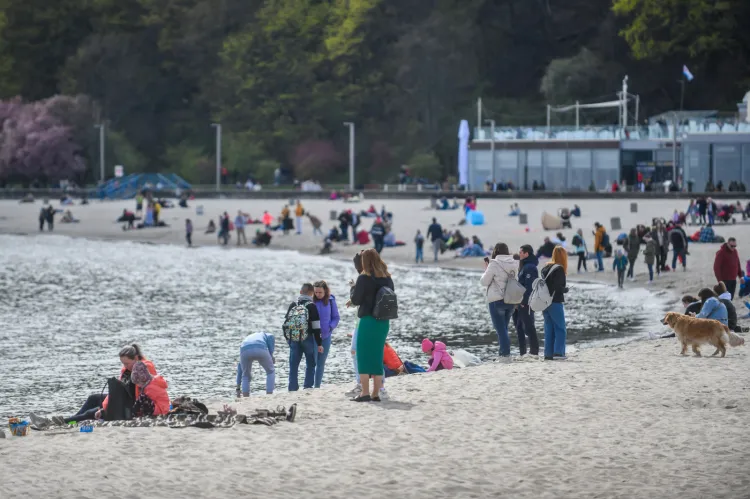 Gdynia i Sopot od maja do końca września nie chcą psów na swoich plażach, poza wyznaczonymi miejscami. 