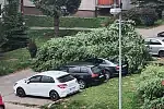 Drzewo upadło na zaparkowane auta.