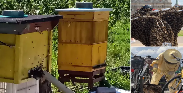 Pszczoły zebrane z roweru mają już nowy dom. Trafiły do ula.