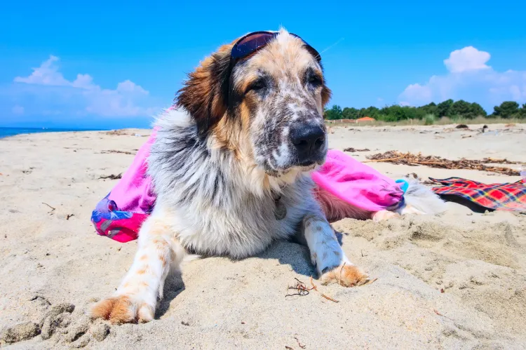 Psy potrzebują regularnej aktywności fizycznej, a plaża oferuje doskonałe warunki do biegania, pływania i zabawy. To świetny sposób na spędzenie czasu z pupilem na świeżym powietrzu.