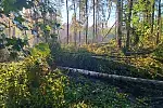 Nawałnica powaliła wiele drzew w lesie na granicy Gdyni i Sopotu.