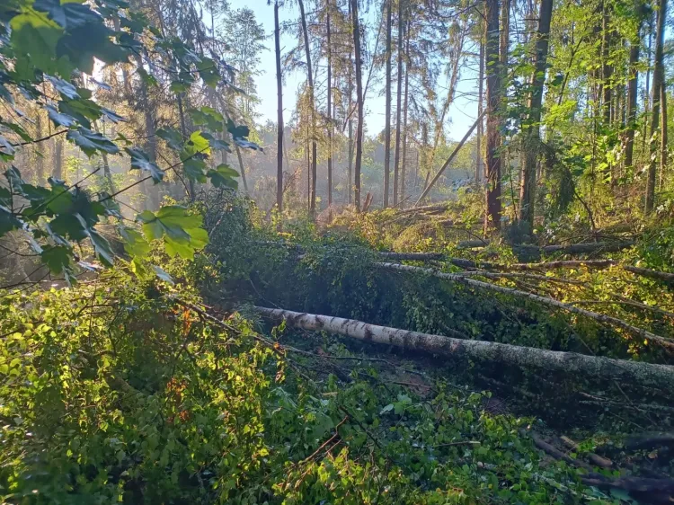 Nawałnica powaliła wiele drzew w lesie na granicy Gdyni i Sopotu.