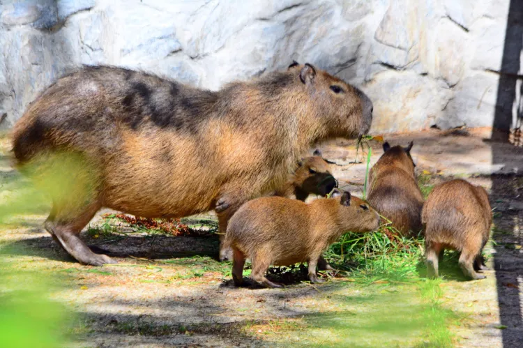 4 kapibary przyszły na świat w gdańskim ZOO w maju.