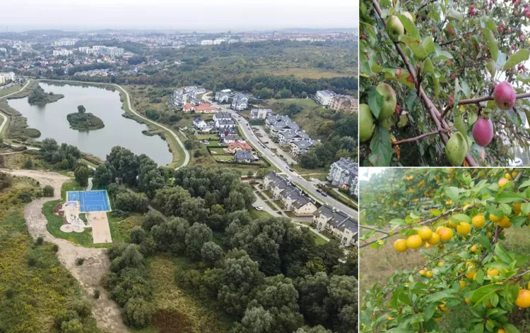 Na terenie Parku Południowego ma powstać sad z różnymi odmianami drzew owocowych.