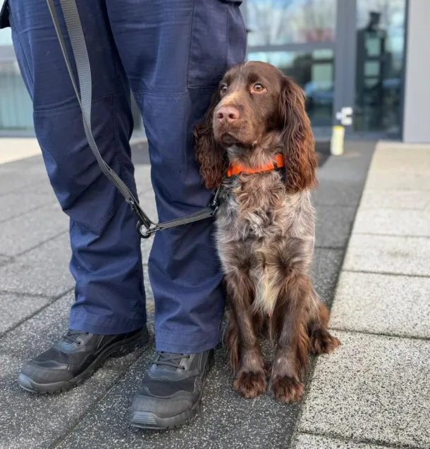 Hultaj to półtoraroczny polski spaniel myśliwski. 