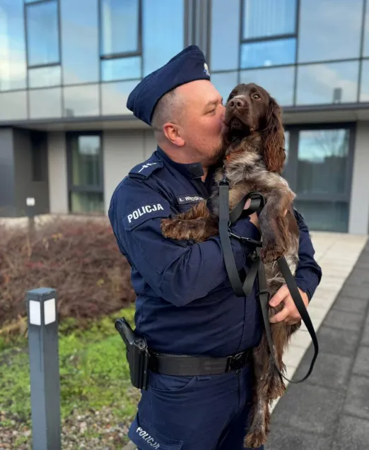 Hultaj to półtoraroczny polski spaniel myśliwski. 