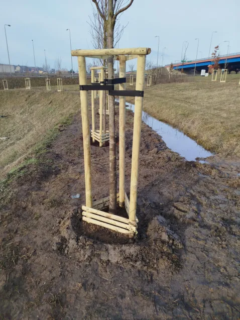 Na węźle Karczemki nasadzono ponad 600 drzew.