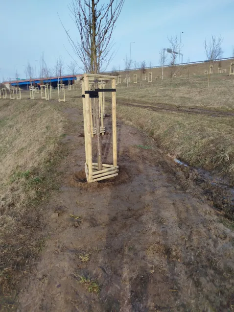 Na węźle Karczemki nasadzono ponad 600 drzew.