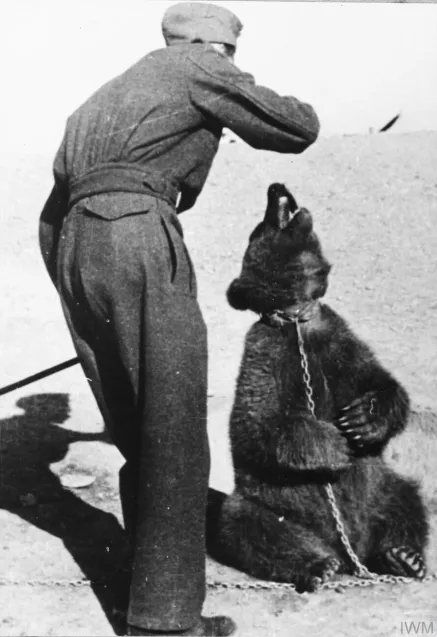 Miś Wojtek. Zdjęcie pochodzi z książki "Sekrety Sopotu".