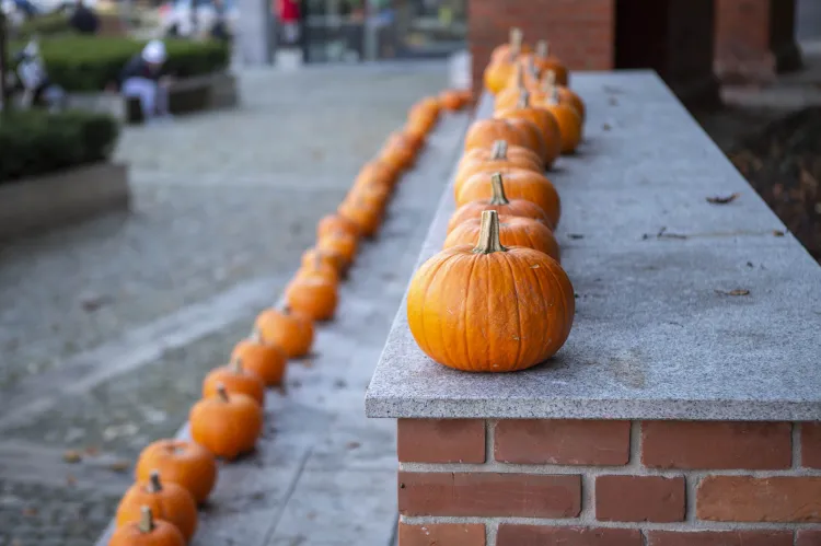 Koniec października w Garnizonie. Smaki, moda i zabawa w duchu Halloween.