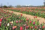 15 maja to ostatni dzień na odwiedziny pola tulipanów. 