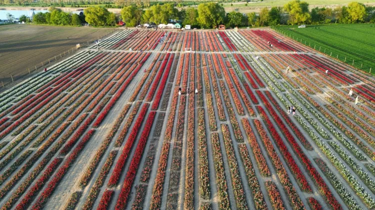 15 maja to ostatni dzień na odwiedziny pola tulipanów. 