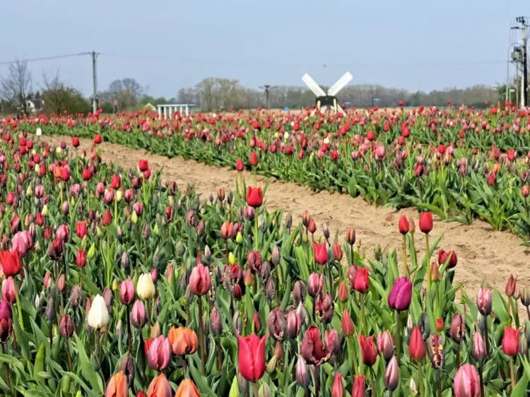 15 maja to ostatni dzień na odwiedziny pola tulipanów. 