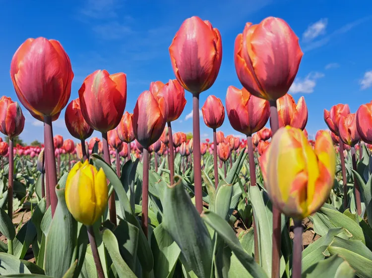 15 maja to ostatni dzień na odwiedziny pola tulipanów. 