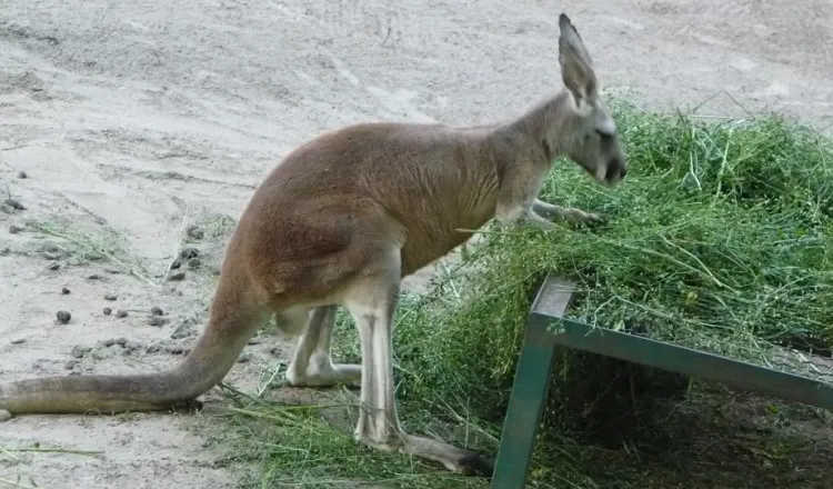 Kangury jechały do Chin z czeskiej Pragi. Z przystankiem w zoo w Gdańsku.