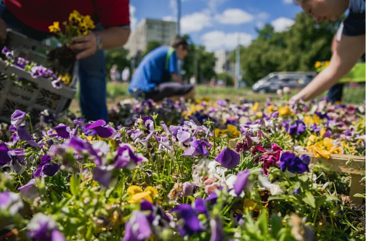 Do rozdania jest ponad 20 tys. sadzonek kwiatów z miejskich rabat.