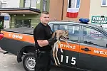 Strażnicy miejscy ratują ranną sarenkę