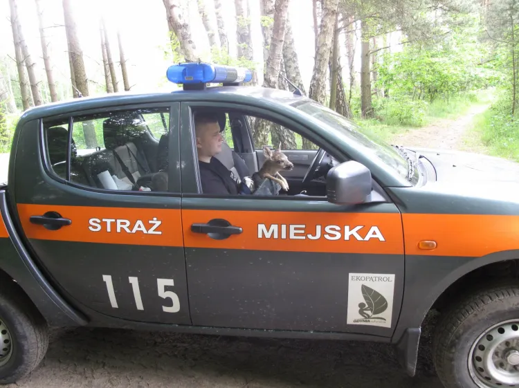 Strażnicy miejscy ratują ranną sarenkę