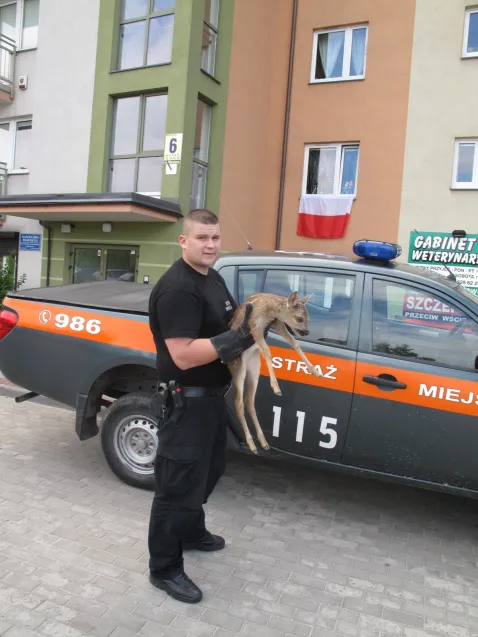 Strażnicy miejscy ratują ranną sarenkę