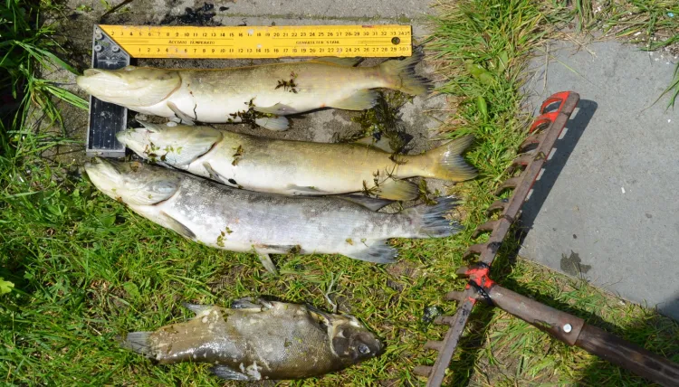 Wśród śniętych ryb w kanale Łacha są m.in. szczupaki i liny.