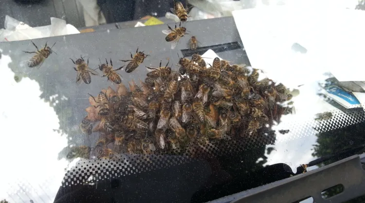 Według pszczelarzy pszczoły, nawet w dużych skupiskach, niedrażnione, nie stanowią zagrożenia dla człowieka.