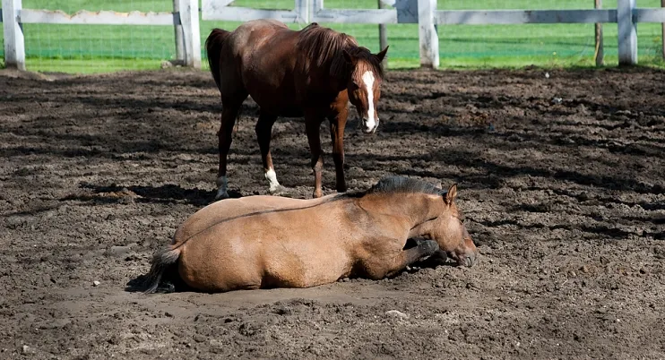 Według weterynarza konie, które znajdują się w ośrodku hipoterapii są zdrowe i nic im nie dolega.