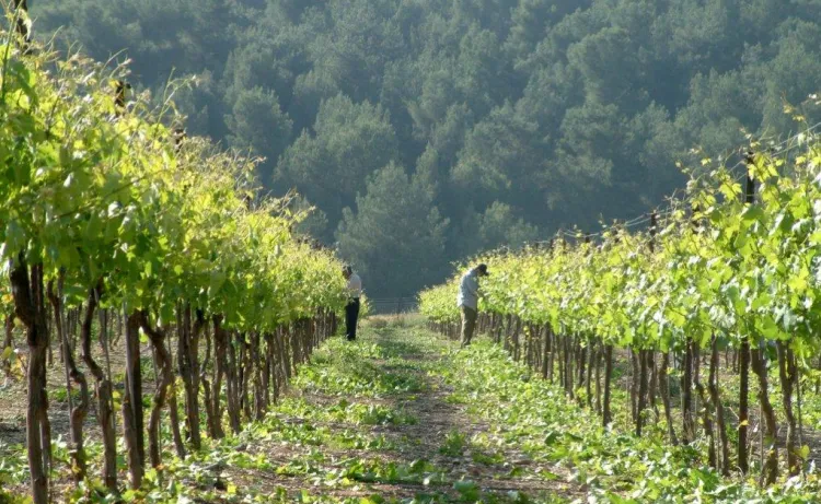 Wina z Górnej Galilei uważane są za jedne z najlepszych w Izraelu i cenione przez smakoszy na całym świecie.  