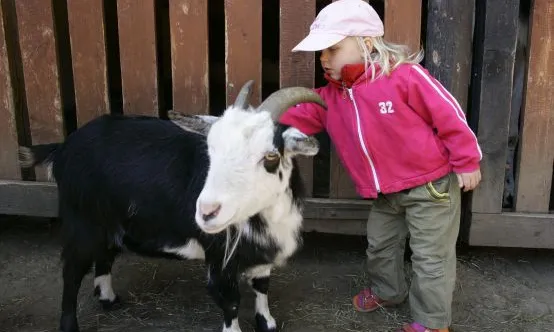 Zwierzęta w szkołach i przedszkolach to sposób na urozmaicenie zajęć edukacyjnych i możliwość zobaczenie zwierzęcia na żywo.