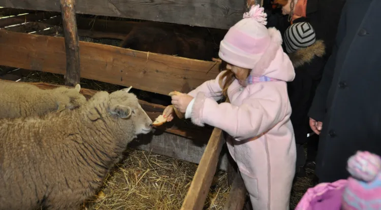 W żywej szopce przy gdańskim kościele Zmartwychwstania Pańskiego dzieci co roku karmią owce.
