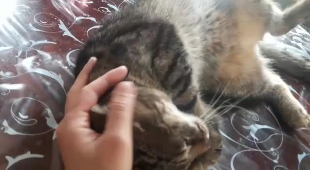 Fredzio - kot kochający psy: wideo 15835