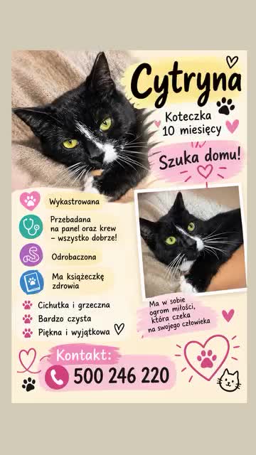 Koteczka 10 msc za darmo: wideo 22677